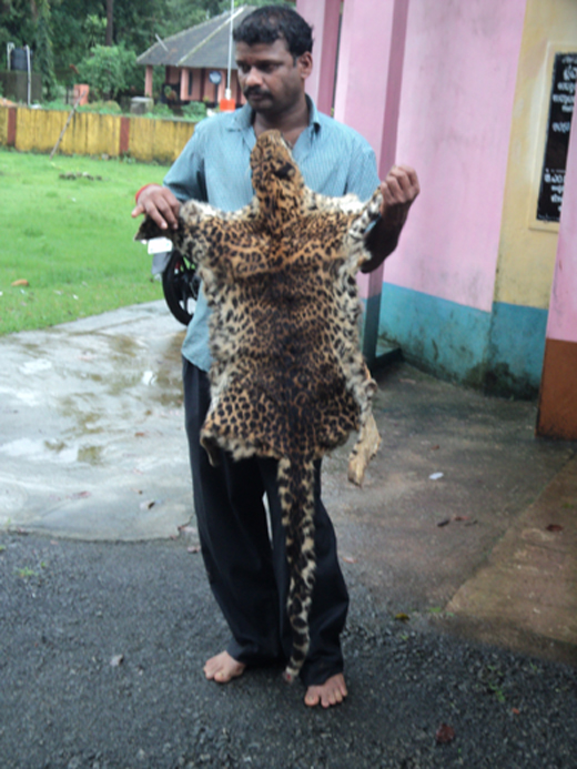 leopard 1 